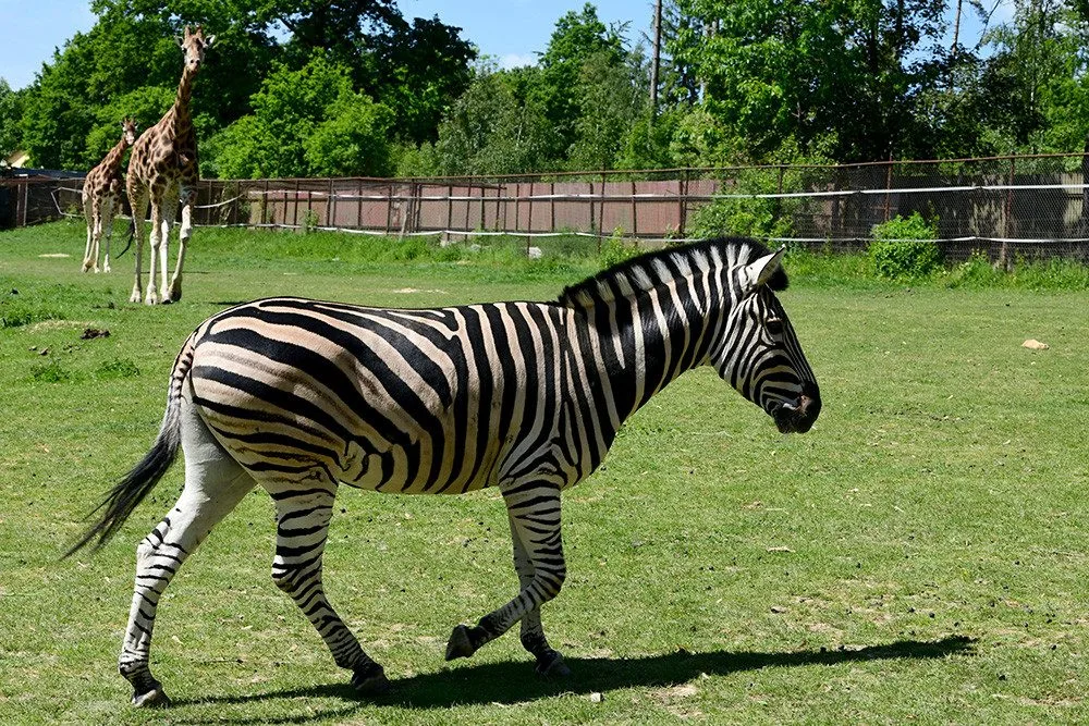 Zebry Chapmanovy v Zoo Olomouc sdílí výběh se žirafami