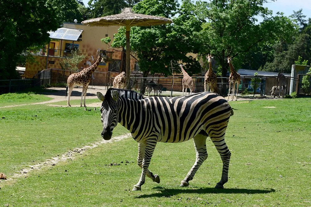 Mise hříbata. Do stáda zeber v Zoo Olomouc přivezli chovatelé zkušeného hřebce z Liberce