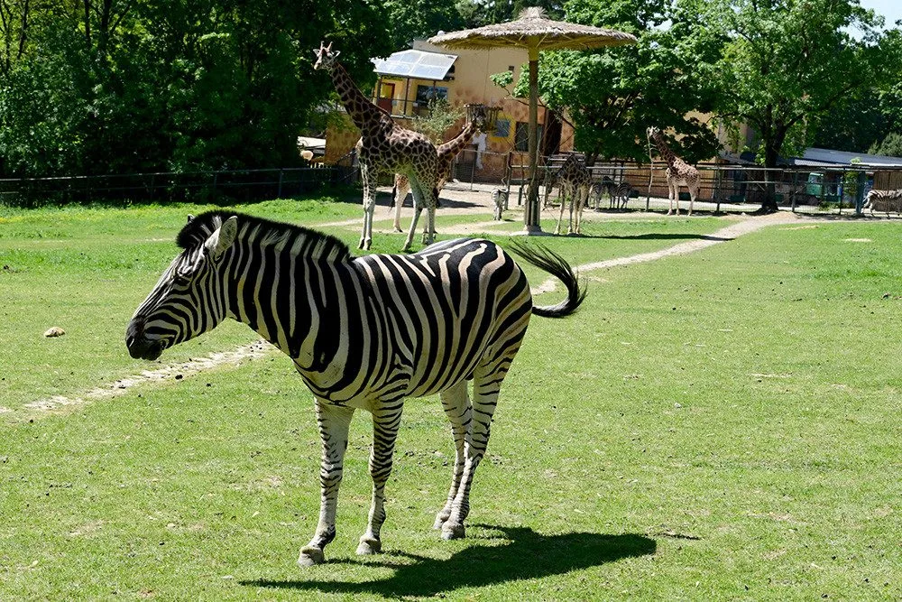 Mise hříbata. Do stáda zeber v Zoo Olomouc přivezli chovatelé zkušeného hřebce z Liberce