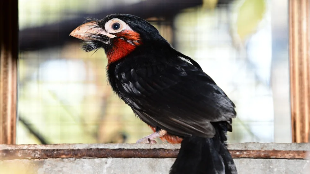Bizarní pták z příbuzenstva datlů. Vousák přinesl olomoucké zoo ocenění v soutěži Bílý slon