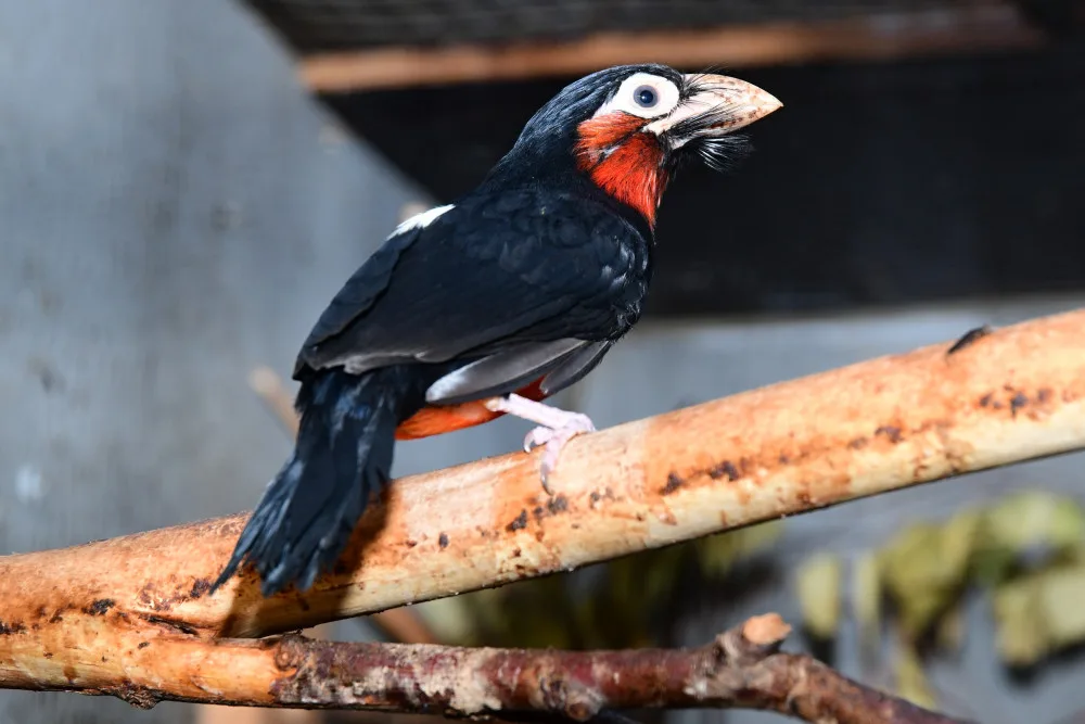 Bizarní pták z příbuzenstva datlů. Vousák přinesl olomoucké zoo ocenění v soutěži Bílý slon