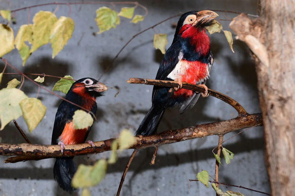Bizarní pták z příbuzenstva datlů. Vousák přinesl olomoucké zoo ocenění v soutěži Bílý slon