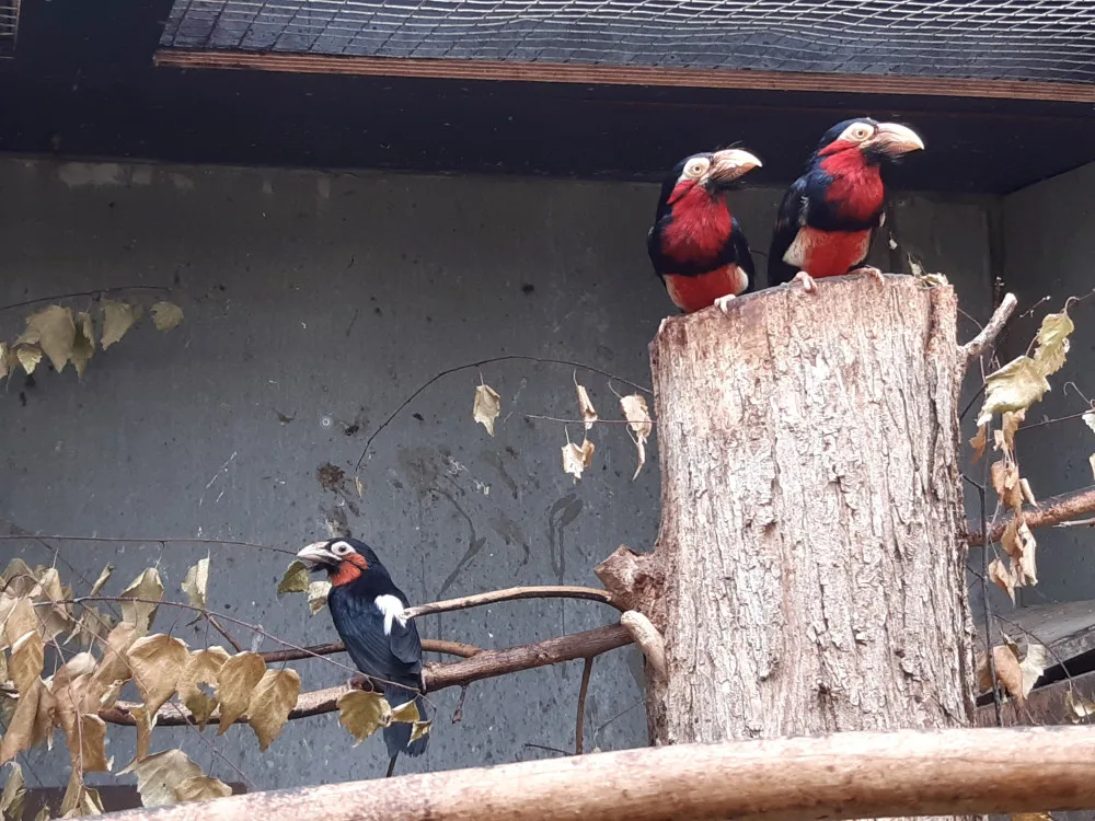 Bizarní pták z příbuzenstva datlů. Vousák přinesl olomoucké zoo ocenění v soutěži Bílý slon