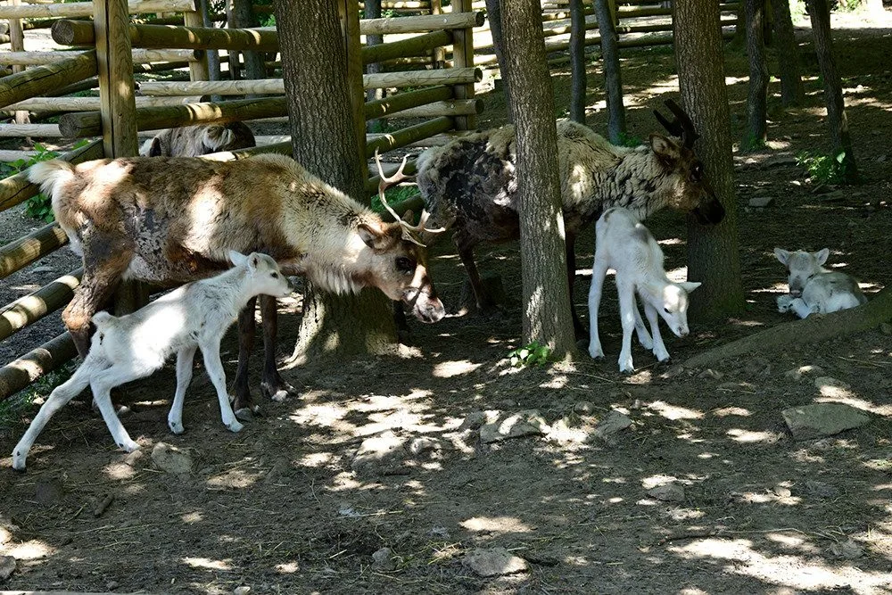 Osminásobná radost u sobů. Stádo v arktickém safari Zoo Olomouc se před létem rozrostlo