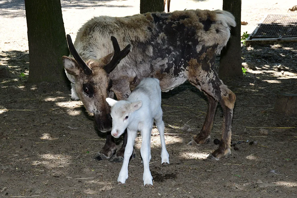 Osminásobná radost u sobů. Stádo v arktickém safari Zoo Olomouc se před létem rozrostlo