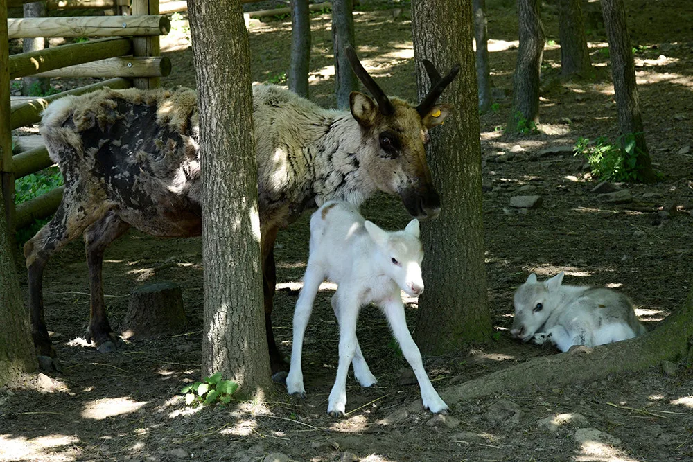 Osminásobná radost u sobů. Stádo v arktickém safari Zoo Olomouc se před létem rozrostlo
