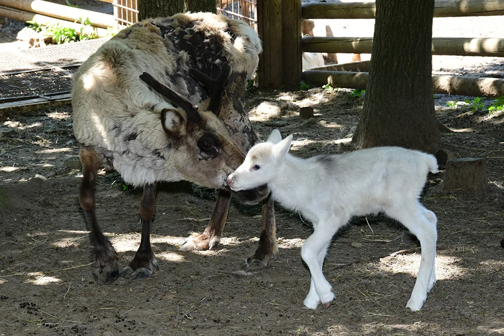 Osminásobná radost u sobů. Stádo v arktickém safari Zoo Olomouc se před létem rozrostlo