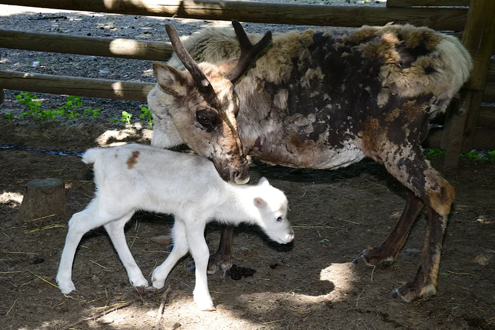 Osminásobná radost u sobů. Stádo v arktickém safari Zoo Olomouc se před létem rozrostlo