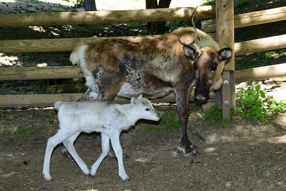 Osminásobná radost u sobů. Stádo v arktickém safari Zoo Olomouc se před létem rozrostlo
