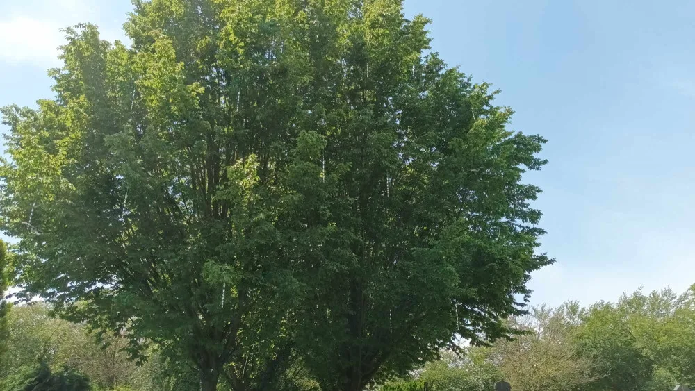 Prostějov bojuje se špačky na hřbitově. Odradit je mají třepetalky na stromech a makety dravců