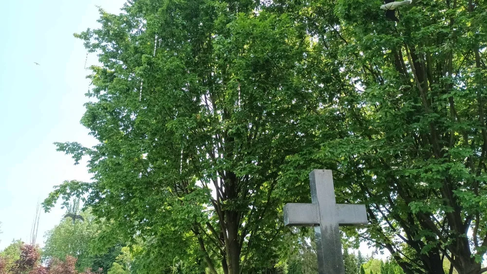 Prostějov bojuje se špačky na hřbitově. Odradit je mají třepetalky na stromech a makety dravců