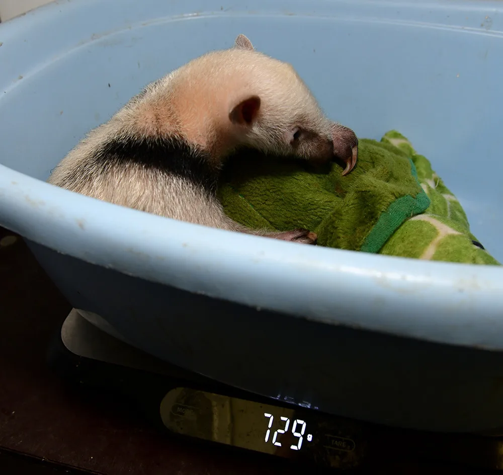 Dvacátý mravenečník v Zoo Olomouc: roztomilé mládě se zatím rozkoukává v zázemí zahrady