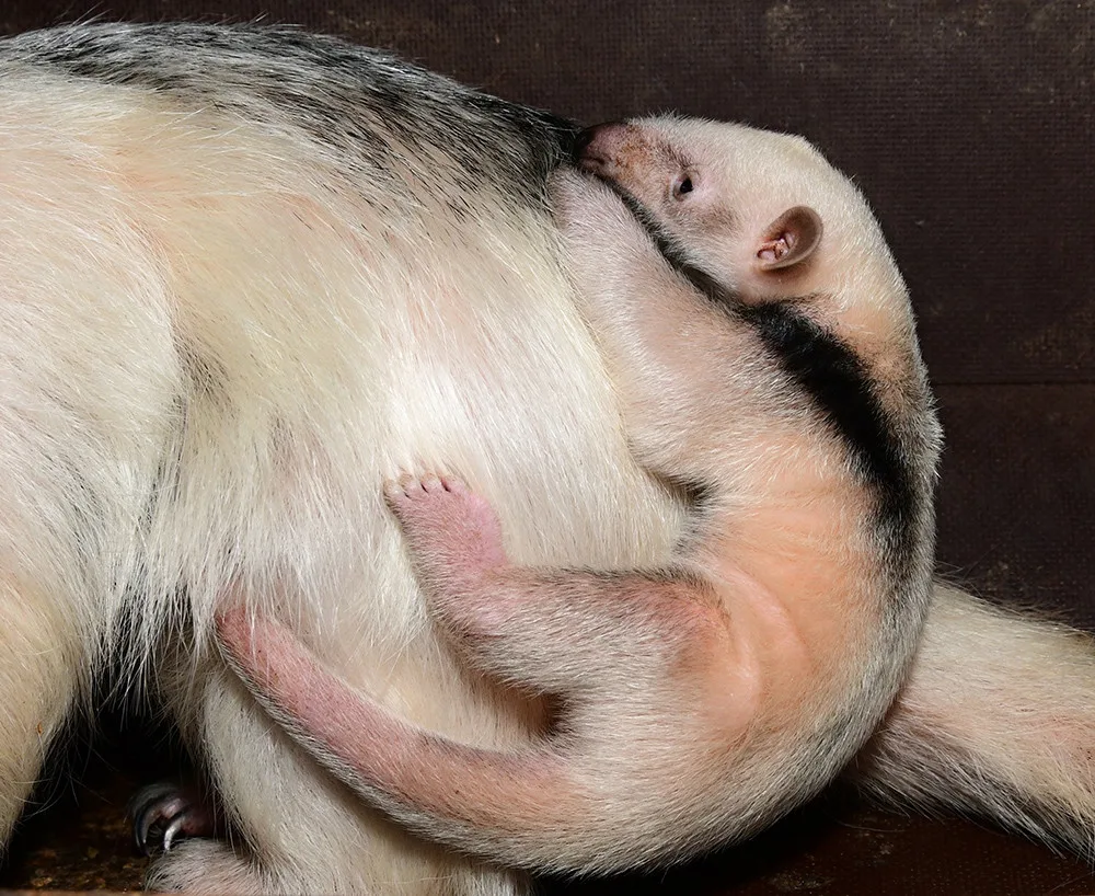 Dvacátý mravenečník v Zoo Olomouc: roztomilé mládě se zatím rozkoukává v zázemí zahrady