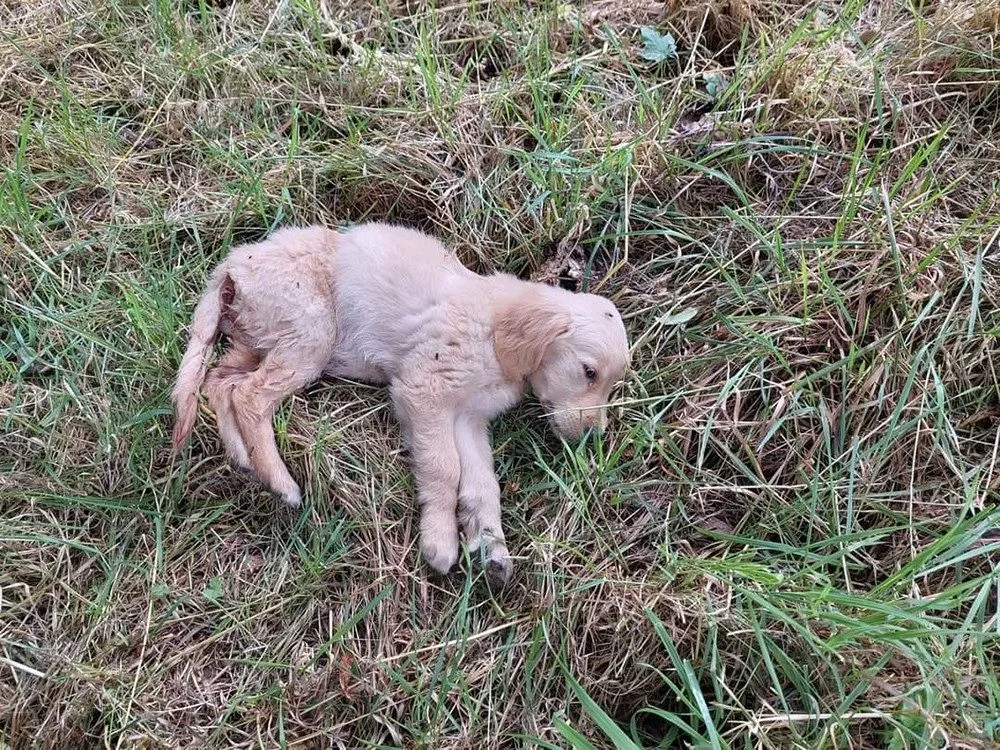 Zubožená štěňata na okraji Štěpánova