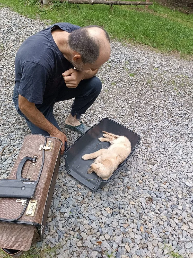 4 - Záchrana štěňat nalezených u Štěpánova
