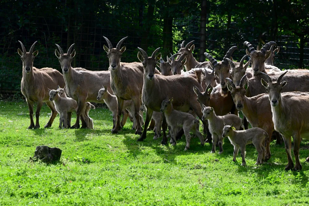 Plodné měsíce v olomoucké zoo. Nová mláďata přispívají k záchraně druhů