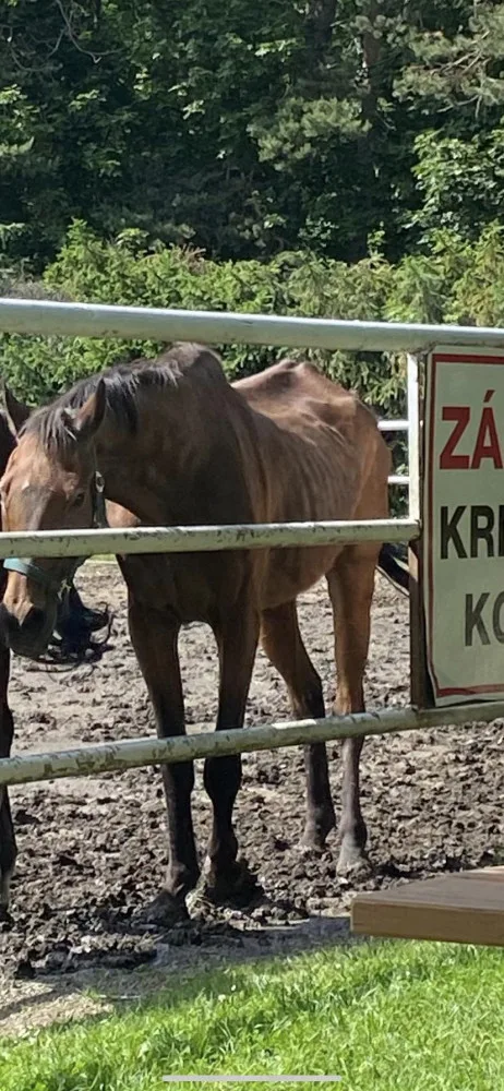 Lidé se rozčilují nad stavem dvou koní ve výběhu na Hloučele. Je to stáří, uklidňují chovatelé