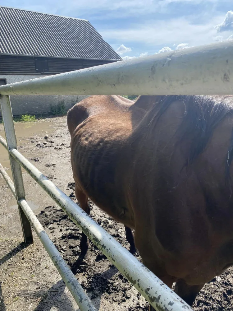 Lidé se rozčilují nad stavem dvou koní ve výběhu na Hloučele. Je to stáří, uklidňují chovatelé