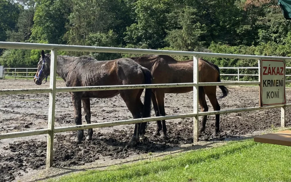 Lidé se rozčilují nad stavem dvou koní ve výběhu na Hloučele. Je to stáří, uklidňují chovatelé