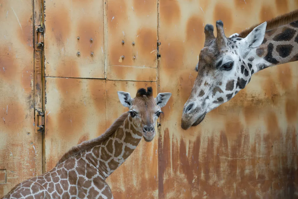 Žirafí mládě bojovalo v olomoucké zoo dva týdny o život. Samec se narodil přidušený bez sacího reflexu