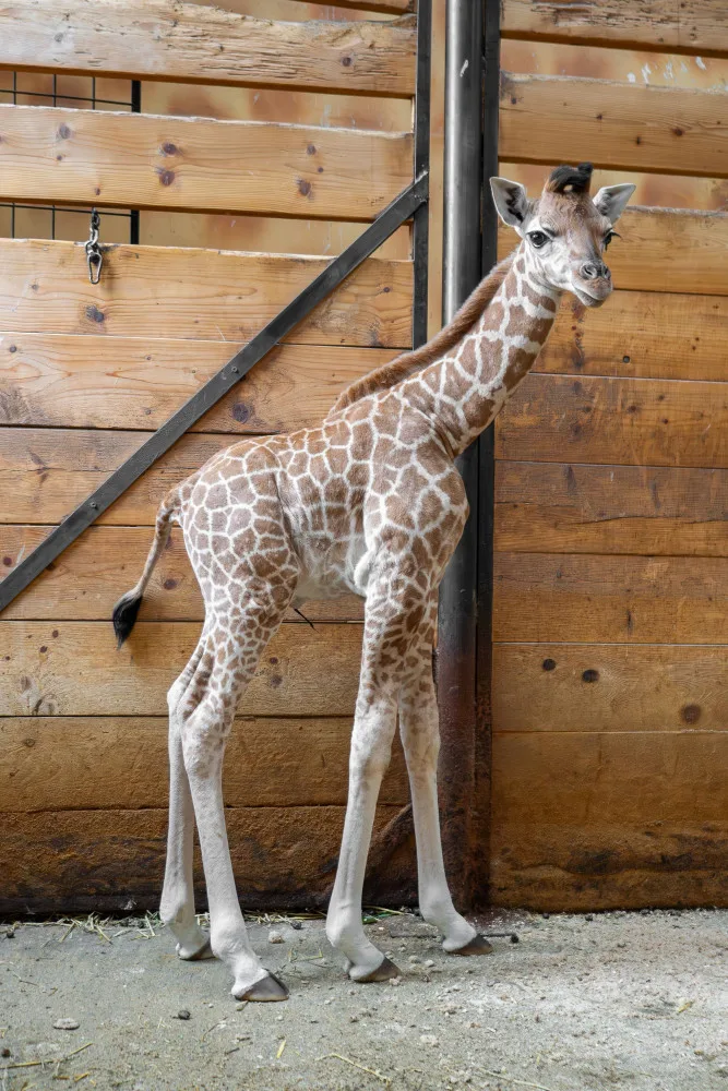 Žirafí mládě bojovalo v olomoucké zoo dva týdny o život. Samec se narodil přidušený bez sacího reflexu