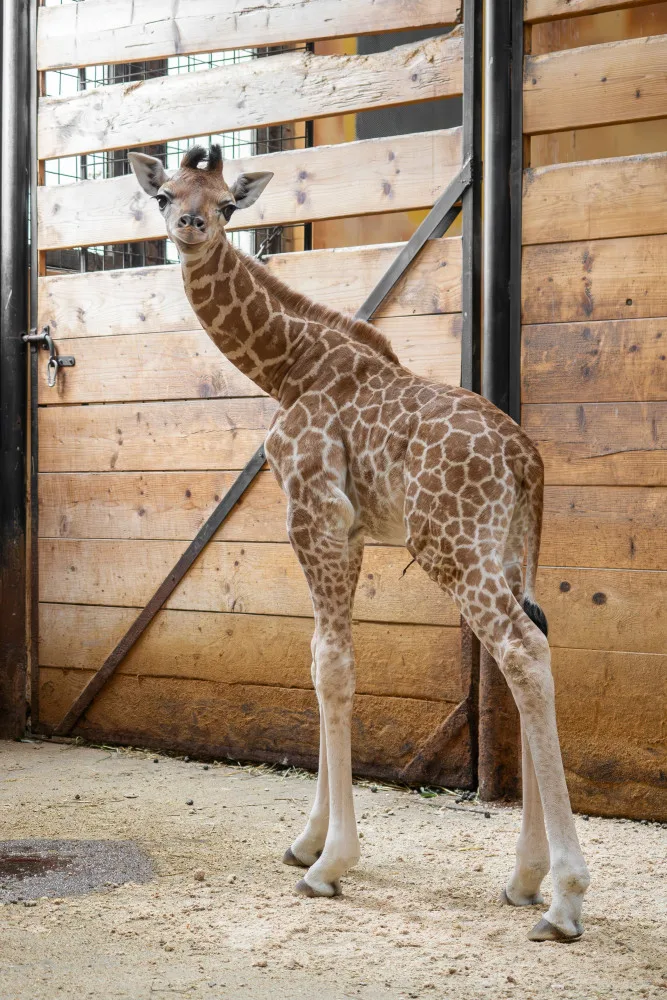 Žirafí mládě bojovalo v olomoucké zoo dva týdny o život. Samec se narodil přidušený bez sacího reflexu