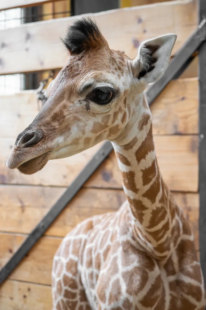 Žirafí mládě bojovalo v olomoucké zoo dva týdny o život. Samec se narodil přidušený bez sacího reflexu
