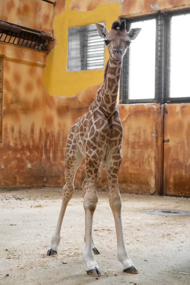 Žirafí mládě bojovalo v olomoucké zoo dva týdny o život. Samec se narodil přidušený bez sacího reflexu