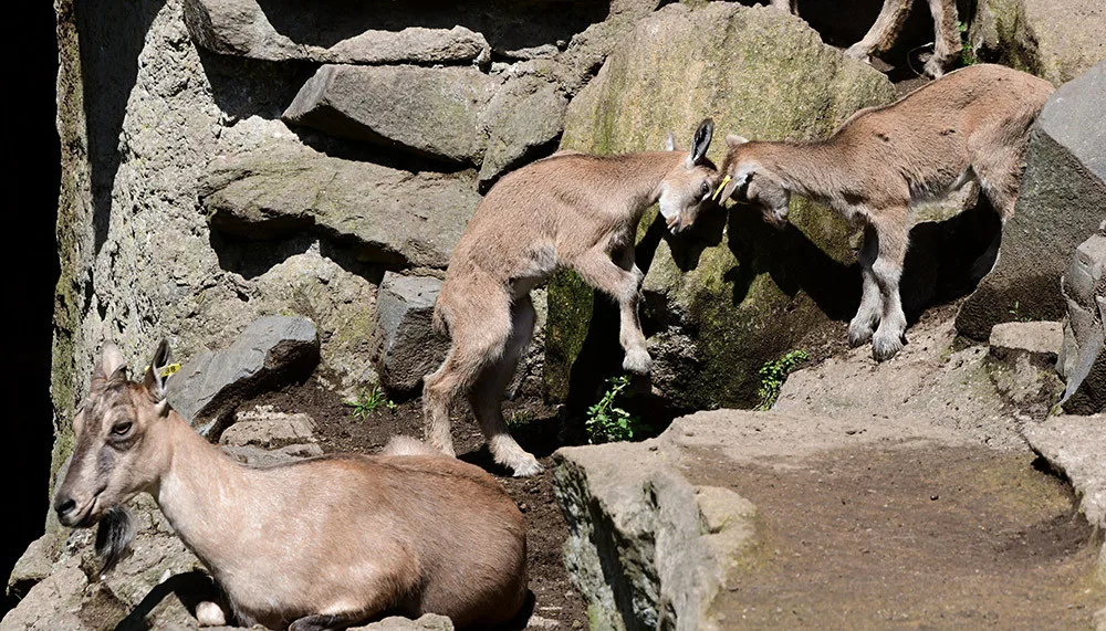 Stádo koz šrouborohých olomoucké zoologické zahrady se rozšířilo o dvanáct mláďat