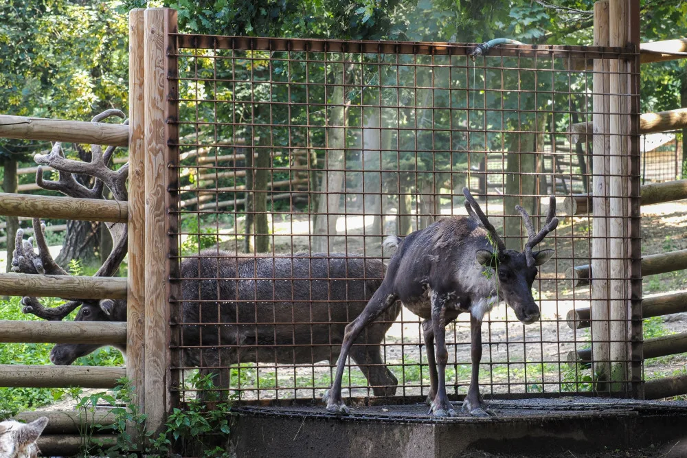 Horko a horko. Sobi v olomoucké zoo dostávají sprchu, tygr si zase rád vleze do bazénu