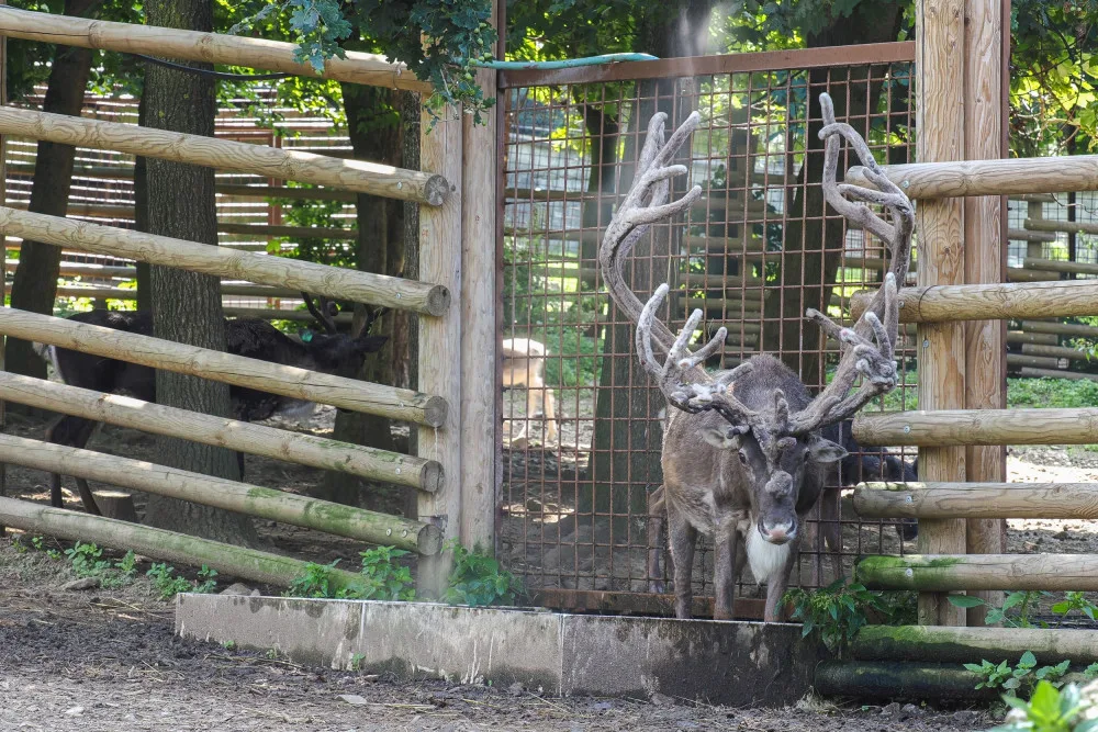 Horko a horko. Sobi v olomoucké zoo dostávají sprchu, tygr si zase rád vleze do bazénu