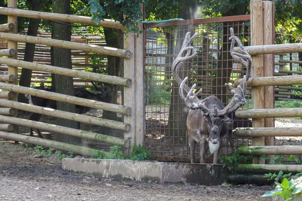 Horko a horko. Sobi v olomoucké zoo dostávají sprchu, tygr si zase rád vleze do bazénu