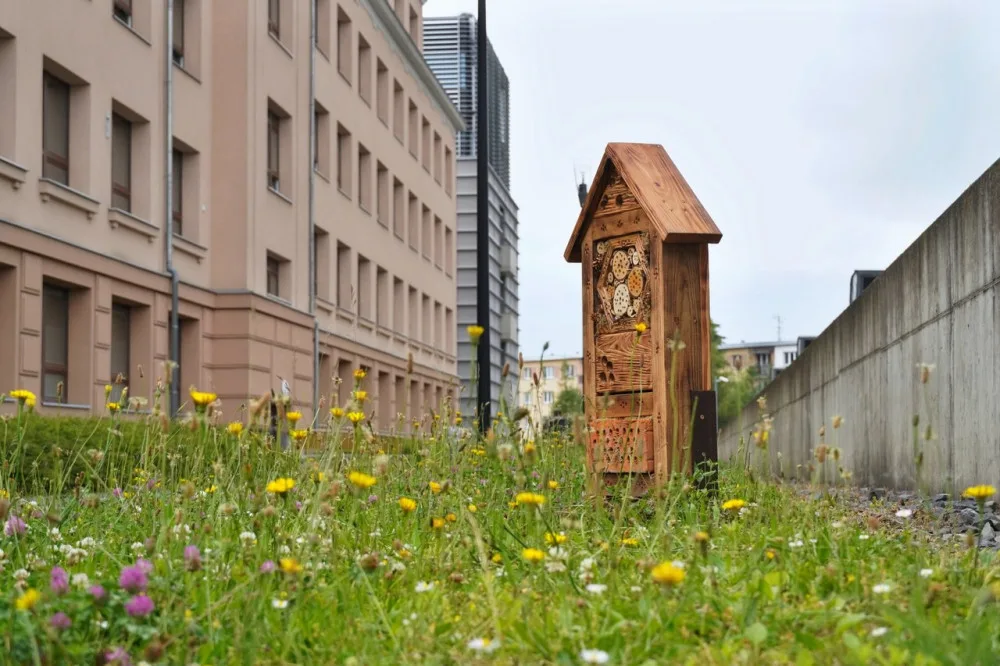 Na několika místech v Olomouci odborníci vysadili louky. Začínají kvést a hmyzí hotely se plní prvními hosty