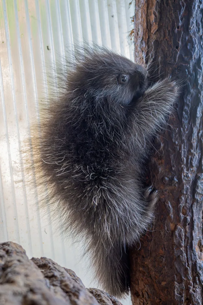 V olomoucké zoo se narodilo mládě urzona. Lidé si tohoto hlodavce často pletou s dikobrazem