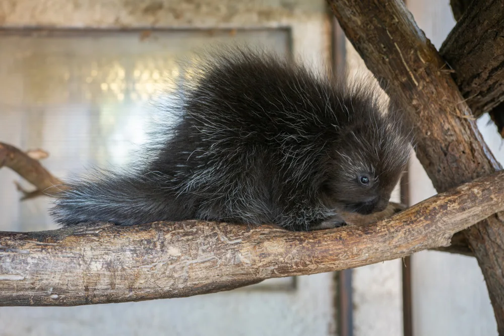 V olomoucké zoo se narodilo mládě urzona. Lidé si tohoto hlodavce často pletou s dikobrazem