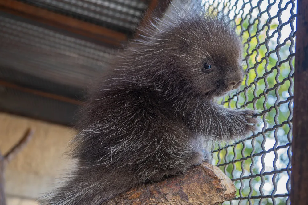 V olomoucké zoo se narodilo mládě urzona. Lidé si tohoto hlodavce často pletou s dikobrazem