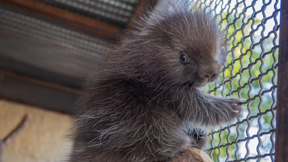 V olomoucké zoo se narodilo mládě urzona. Lidé si tohoto hlodavce často pletou s dikobrazem