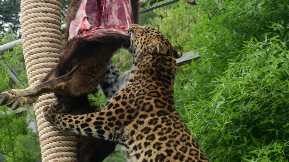 zoo
