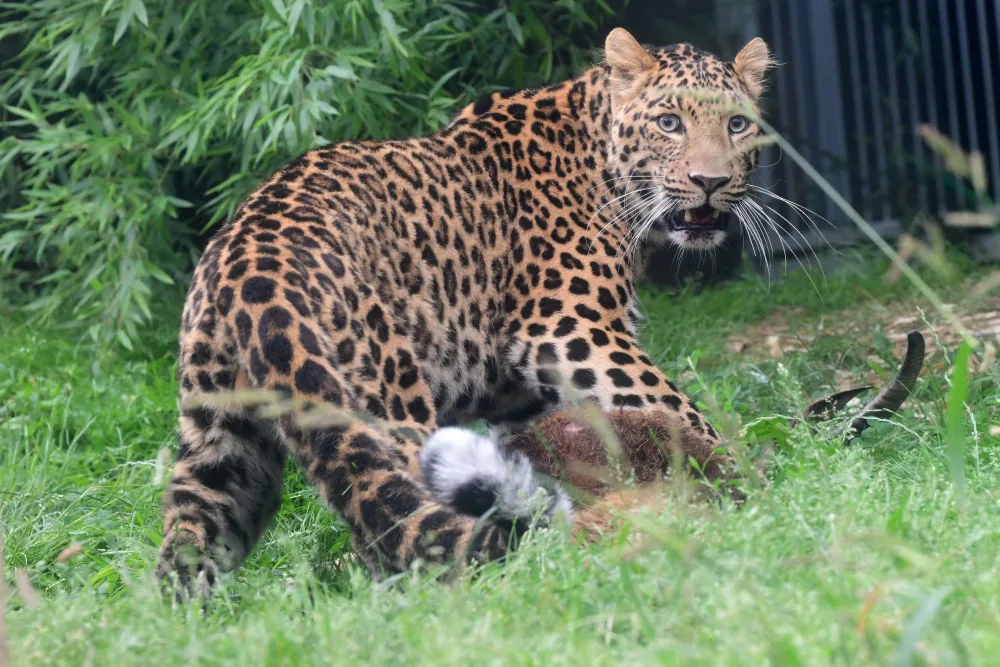 Levharti s v olomoucké zoo pochutnali na koze zavěšené na stromě. Chovatelé tak trénují jejich přirozené instinkty