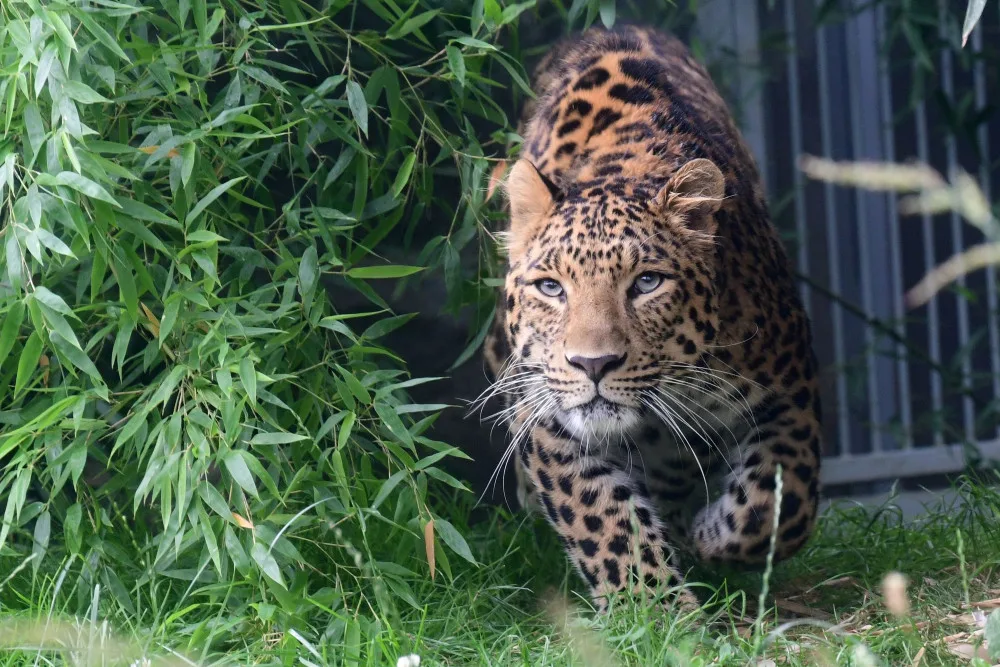 Levharti s v olomoucké zoo pochutnali na koze zavěšené na stromě. Chovatelé tak trénují jejich přirozené instinkty