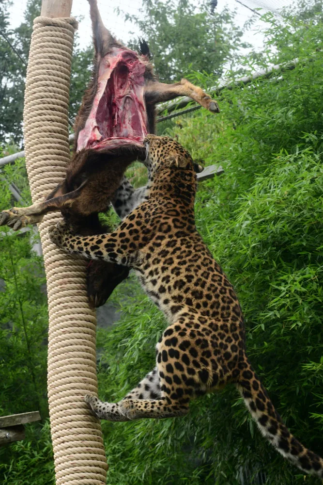Levharti s v olomoucké zoo pochutnali na koze zavěšené na stromě. Chovatelé tak trénují jejich přirozené instinkty