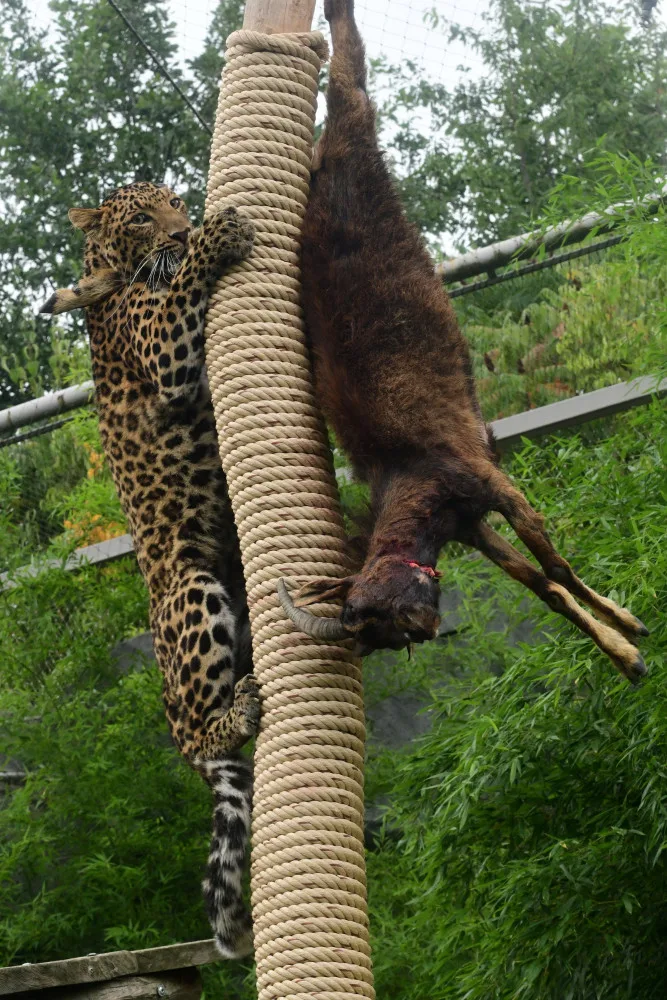 Levharti s v olomoucké zoo pochutnali na koze zavěšené na stromě. Chovatelé tak trénují jejich přirozené instinkty