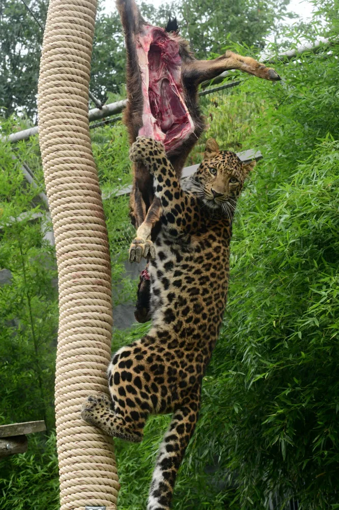 Levharti s v olomoucké zoo pochutnali na koze zavěšené na stromě. Chovatelé tak trénují jejich přirozené instinkty