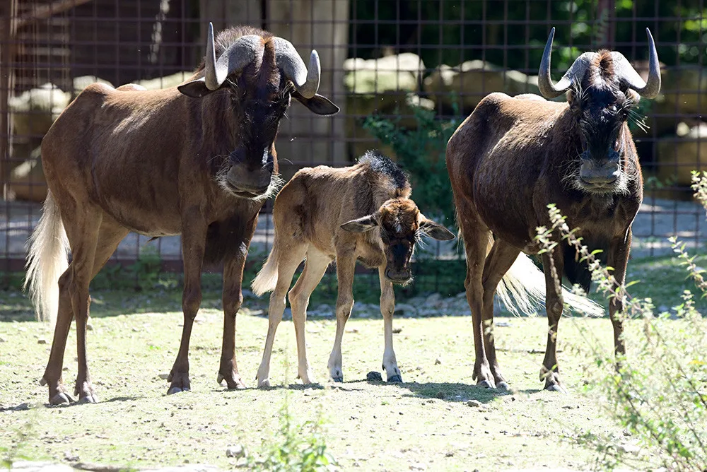 V Zoo Olomouc přišlo na svět mládě pakoně běloocasého