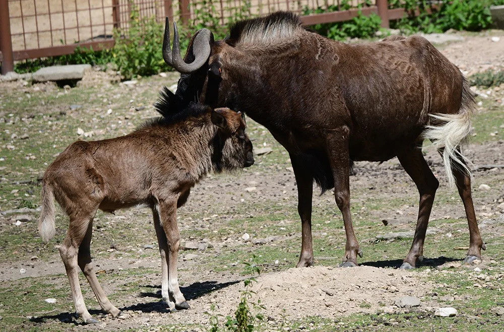 Chvíli po narození už chodí za matkou. V Zoo Olomouc přišlo na svět mládě pakoně běloocasého