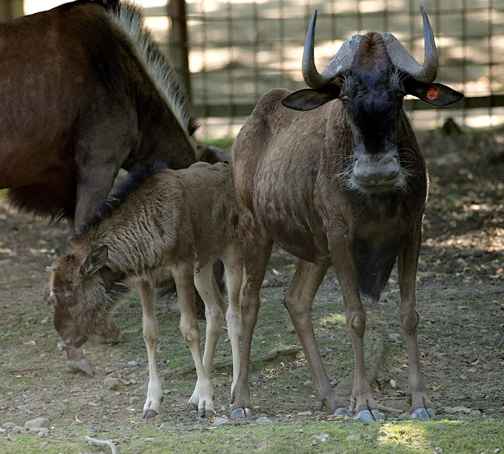 Chvíli po narození už chodí za matkou. V Zoo Olomouc přišlo na svět mládě pakoně běloocasého