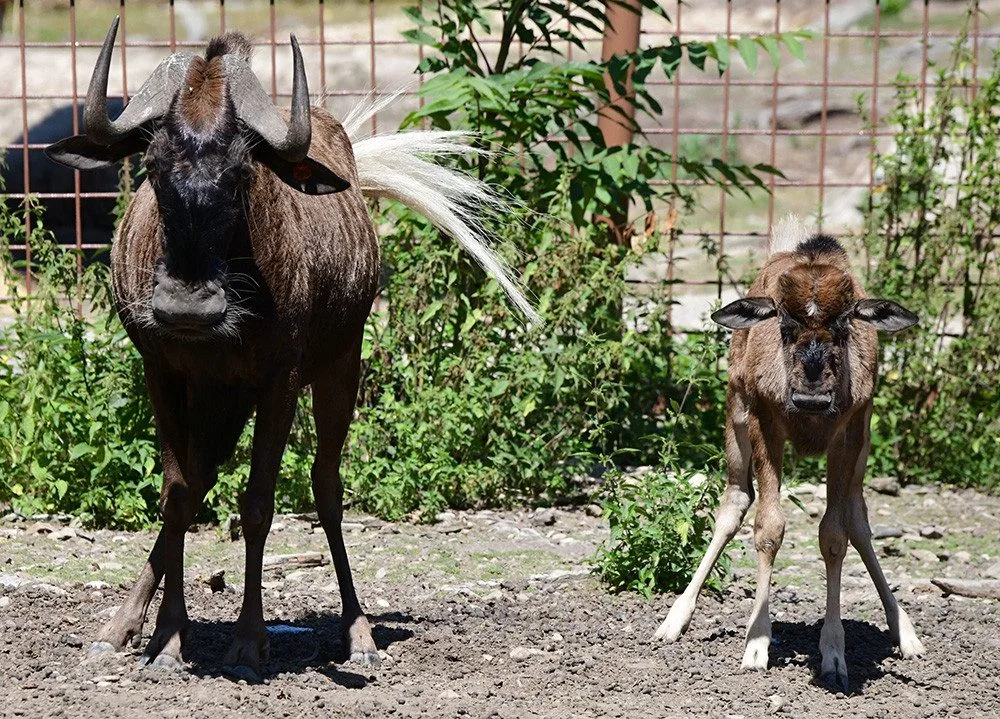 Chvíli po narození už chodí za matkou. V Zoo Olomouc přišlo na svět mládě pakoně běloocasého