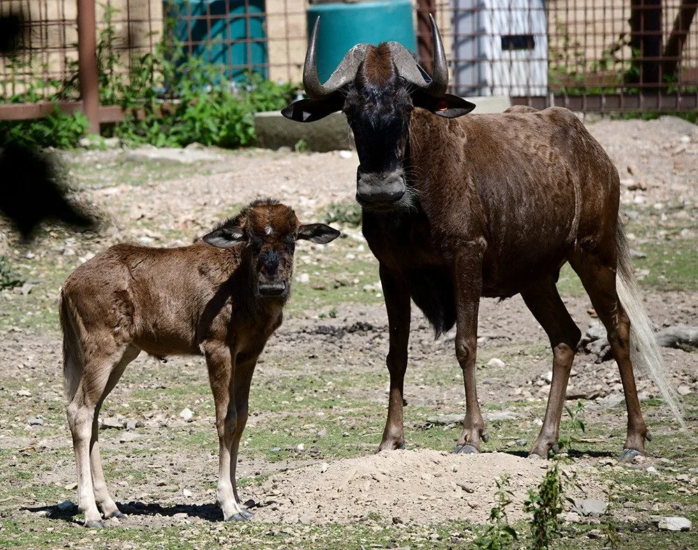 Chvíli po narození už chodí za matkou. V Zoo Olomouc přišlo na svět mládě pakoně běloocasého