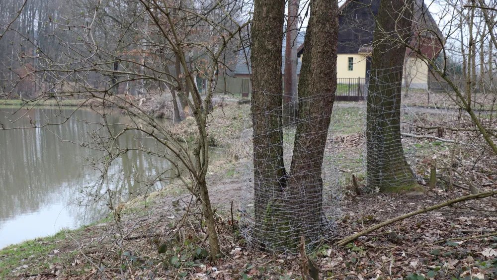 Bobr evropský pobývá v blízkosti rybníků v lokalitě přírodní památky Dolní a Prostřední Svrčov. Některé stromy tu nevratně poškodil, u jiných pomohlo oplocení.