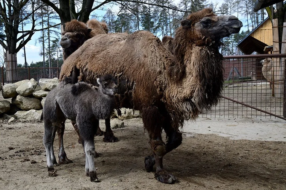Dlouhý život velbloudice Elišky je u konce. Olomoucká zoo přikročila k eutanázii